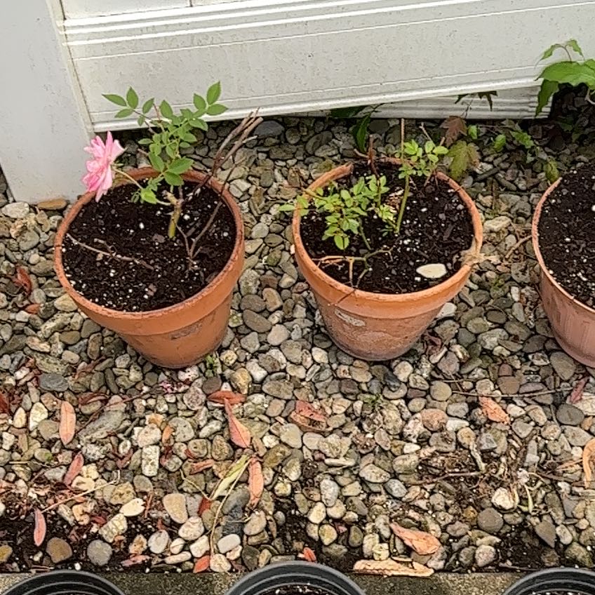 Photo of the plant species Alpine Rose by @AgileSerpentina named Anne on Greg, the plant care app