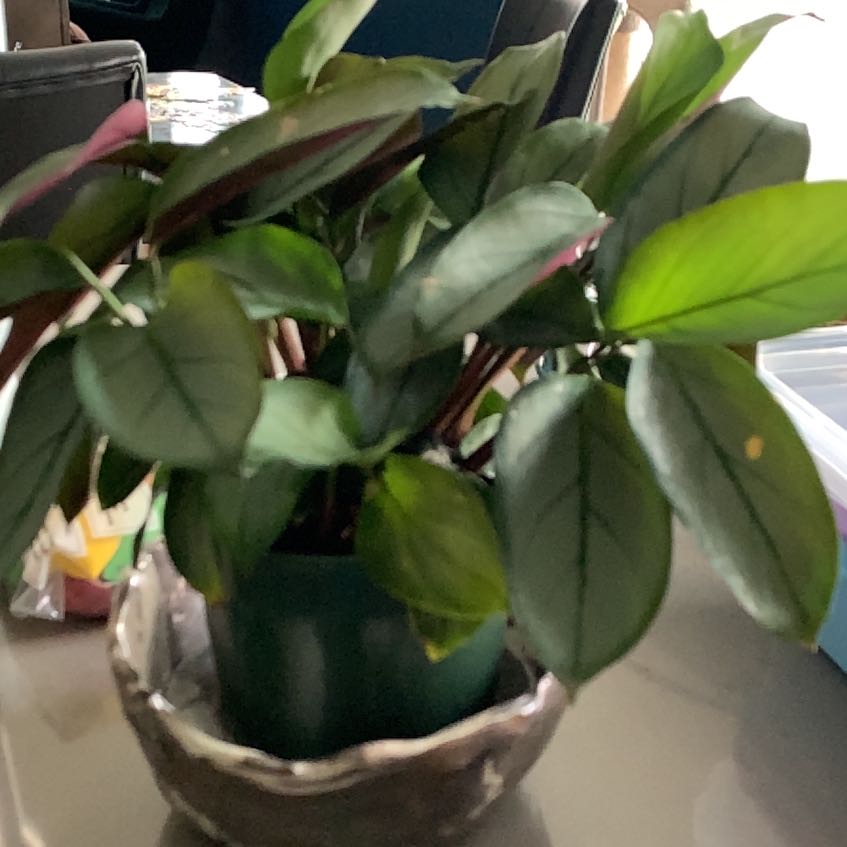 Photo of the plant species Grey Star by @TycoonBearcorn named Homer on Greg, the plant care app