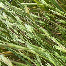 Photo of the plant species Annual Ryegrass by @LovingStargilia named Sproutacus on Greg, the plant care app