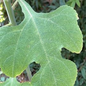 Photo of the plant species Mexican Sunflower by @LovingStargilia named Achilles on Greg, the plant care app