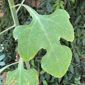Photo of the plant species Mexican Sunflower by @LovingStargilia named Darwin on Greg, the plant care app