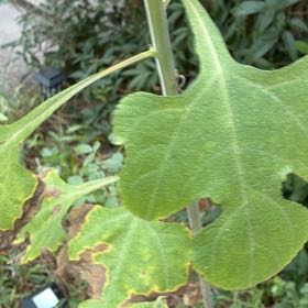 Photo of the plant species Paper Mulberry by @LovingStargilia named Denali on Greg, the plant care app