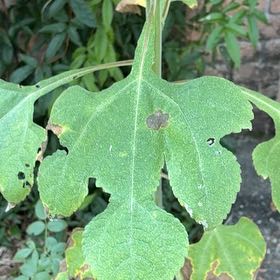 Photo of the plant species Mexican Sunflower by @LovingStargilia named Stella on Greg, the plant care app