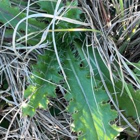 Photo of the plant species Bristly Thistle by @LovingStargilia named Kendall on Greg, the plant care app