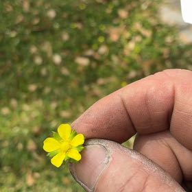 Photo of the plant species Flame Buttercup by @LovingStargilia named Bigleef Smalls on Greg, the plant care app
