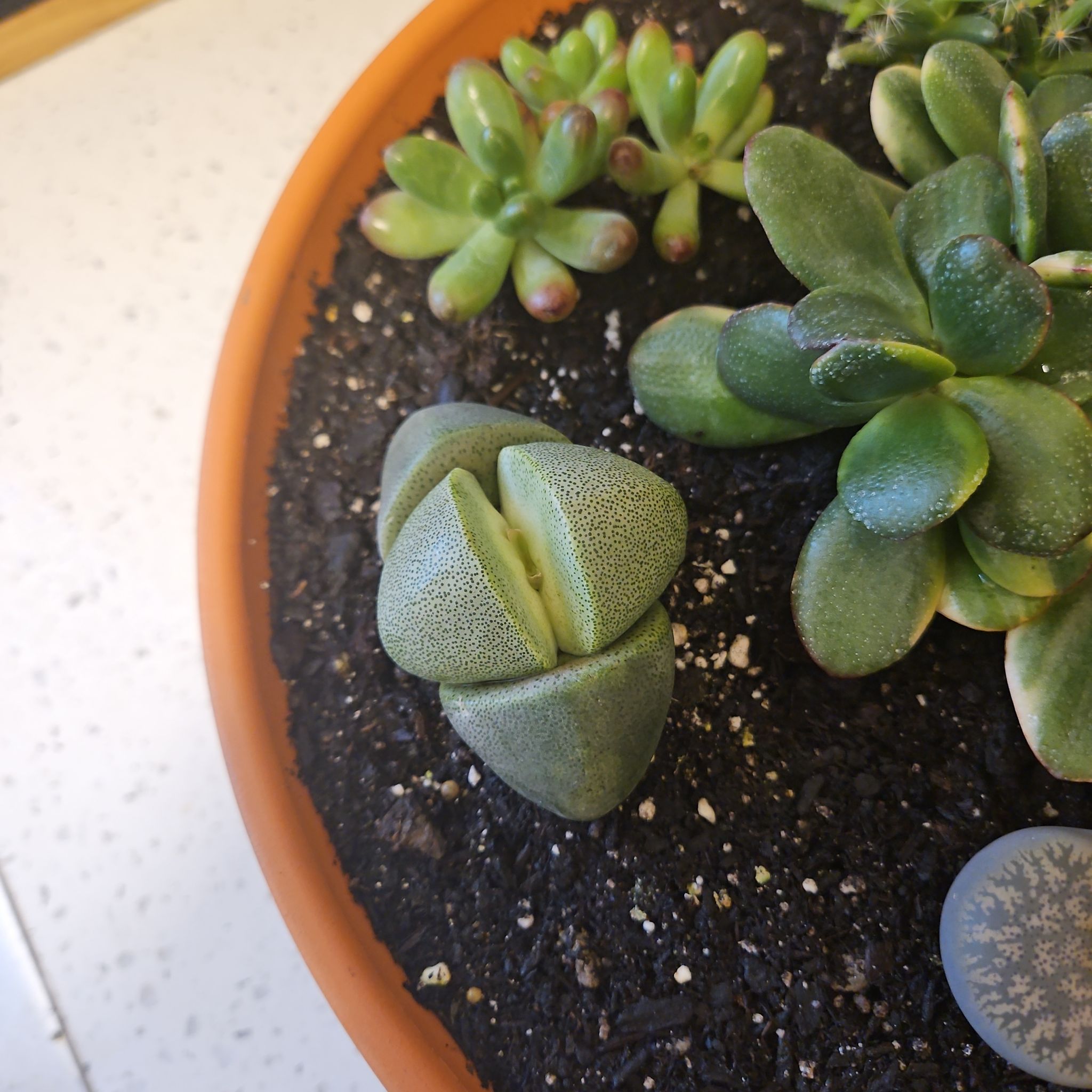 Photo of the plant species Split Rock by @WinLillypilly named Keanu Leaves on Greg, the plant care app
