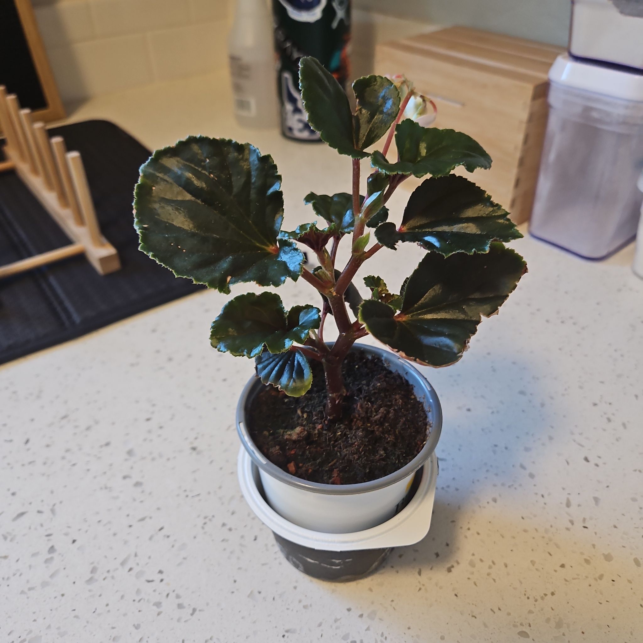 Photo of the plant species Begonia formosana by @WinLillypilly named Luna on Greg, the plant care app