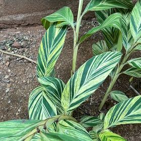 Photo of the plant species Variegated Shell Ginger by @BraveCurleddock named Bigleef Smalls on Greg, the plant care app