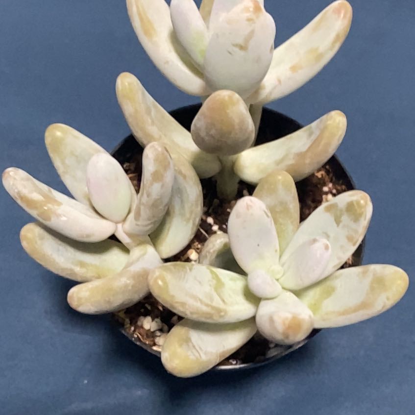 Photo of the plant species Sedum craigii by @TastyApplemint named Prince on Greg, the plant care app