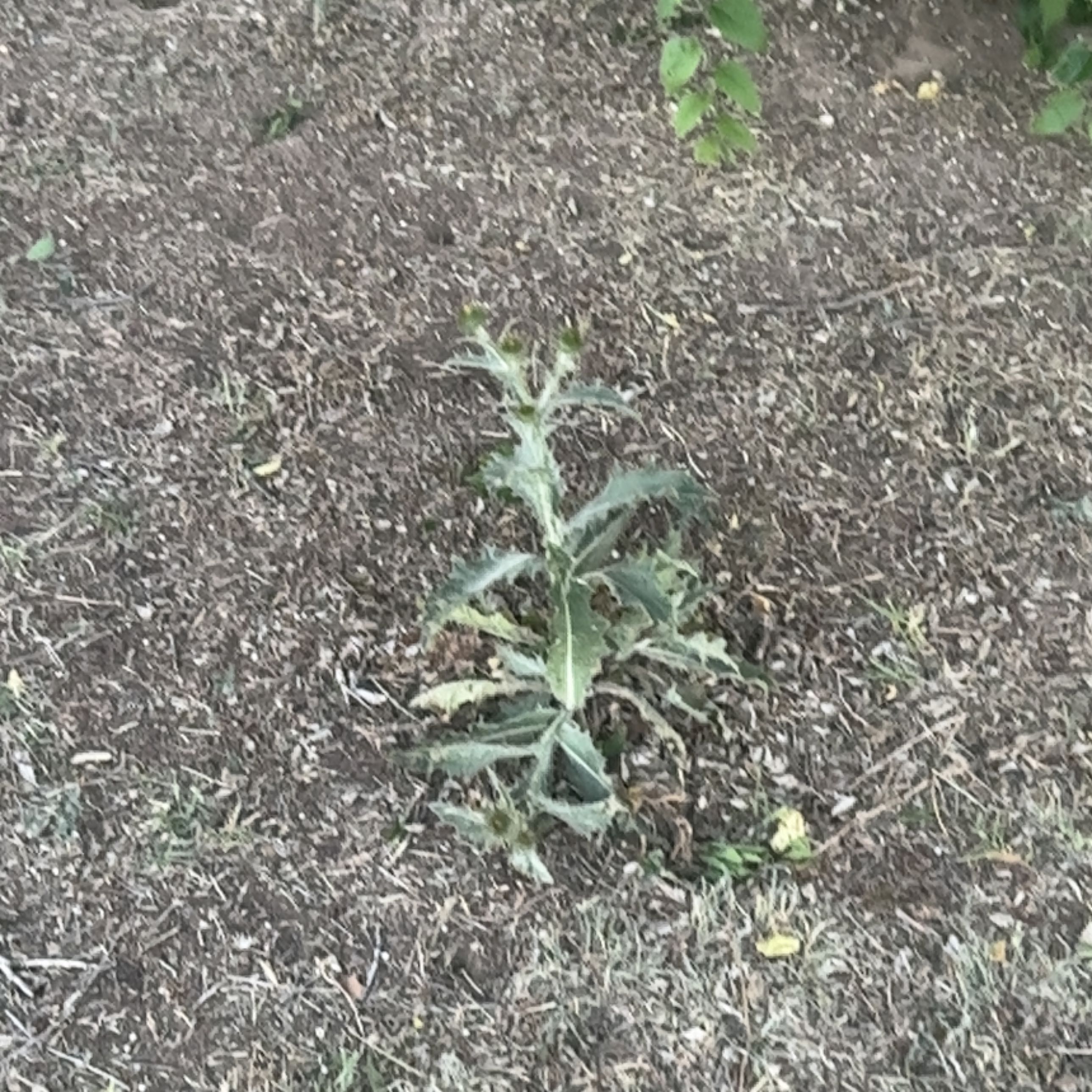 Photo of the plant species Bluestem Pricklypoppy by @ShrewdNiaouli named Forrest on Greg, the plant care app