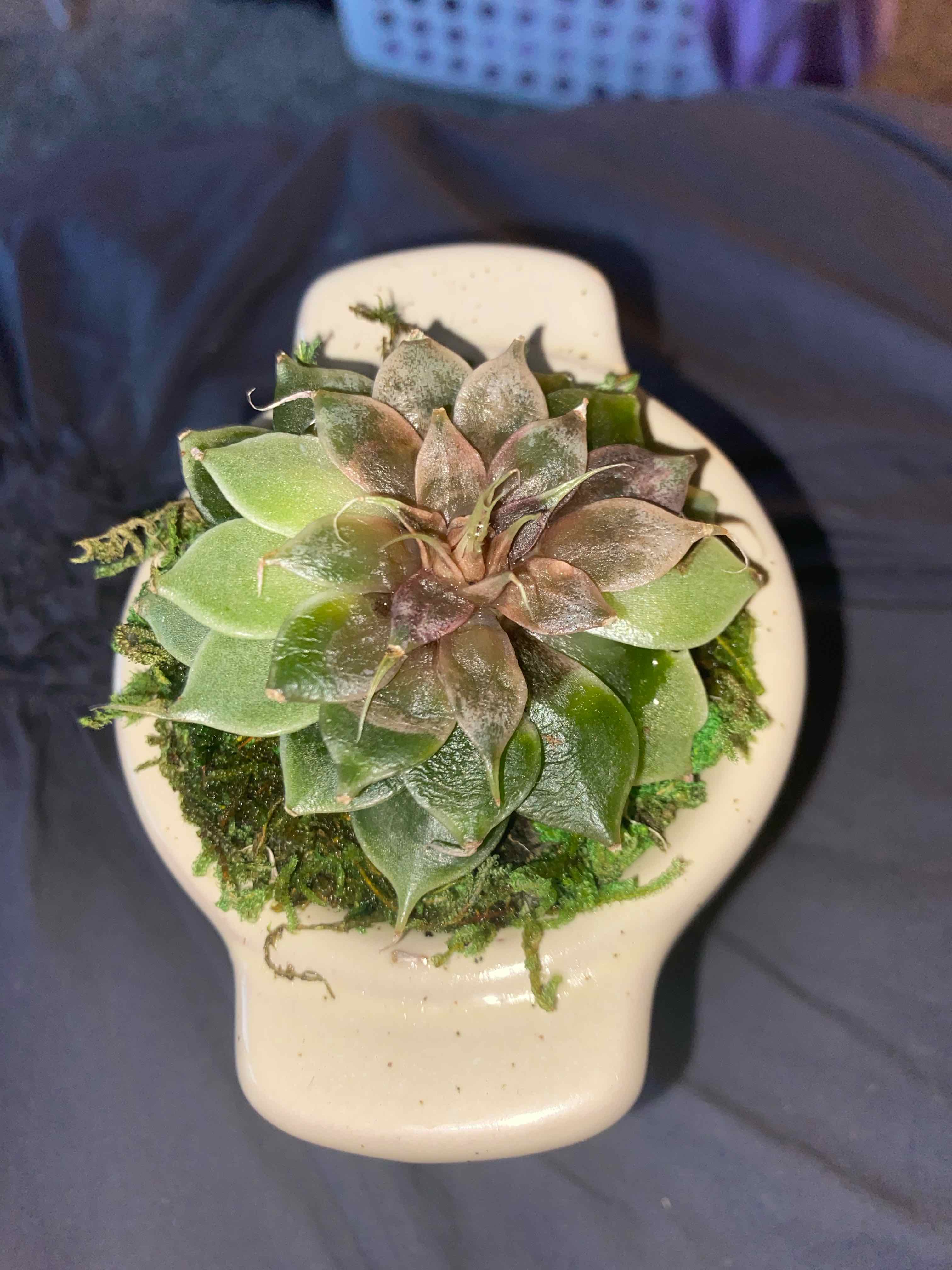 Blue Echeveria plant in a small pot with some browning on the leaves.