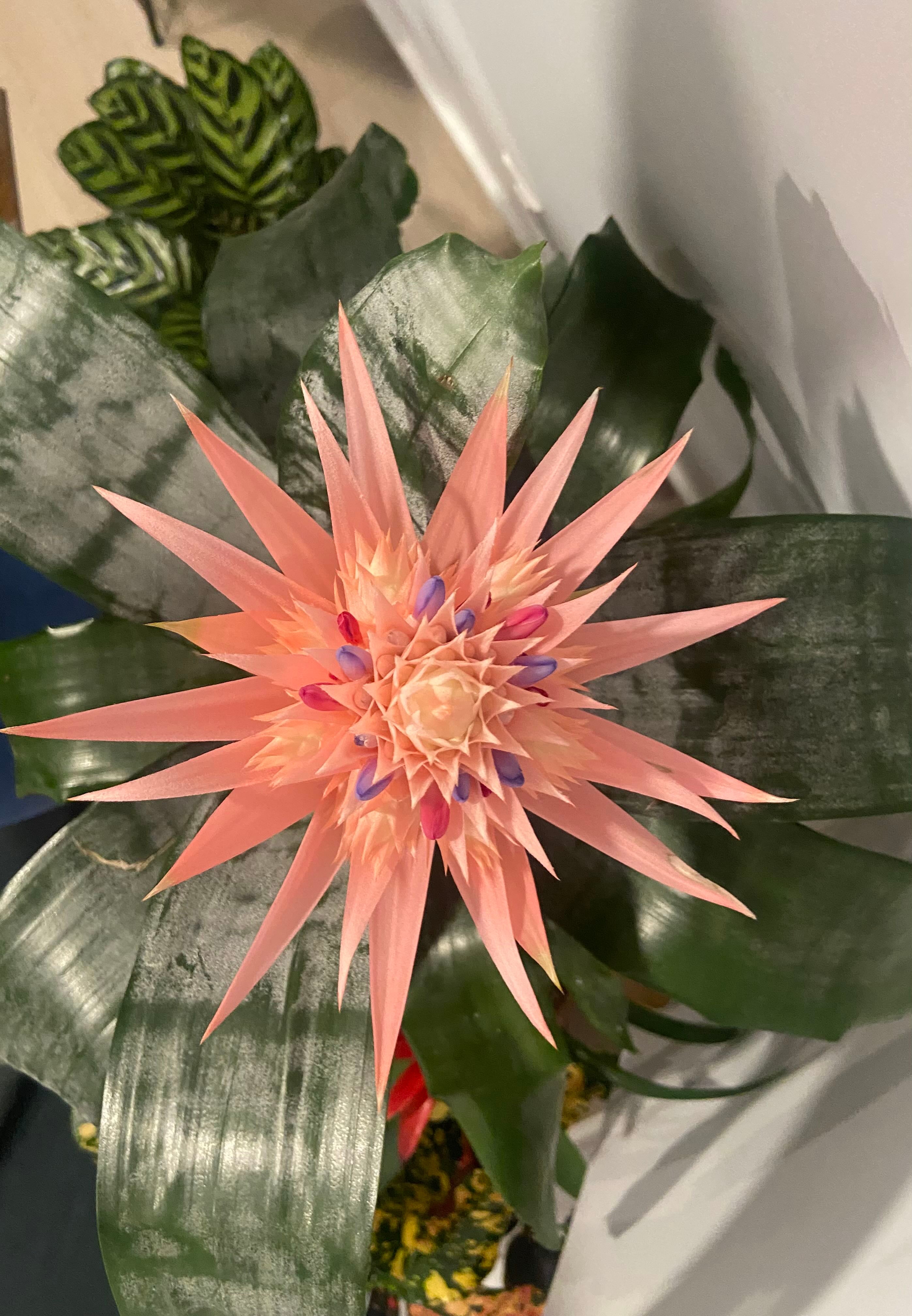 Discolor Aechmea How Much Water & Light Does it Need to Thrive?