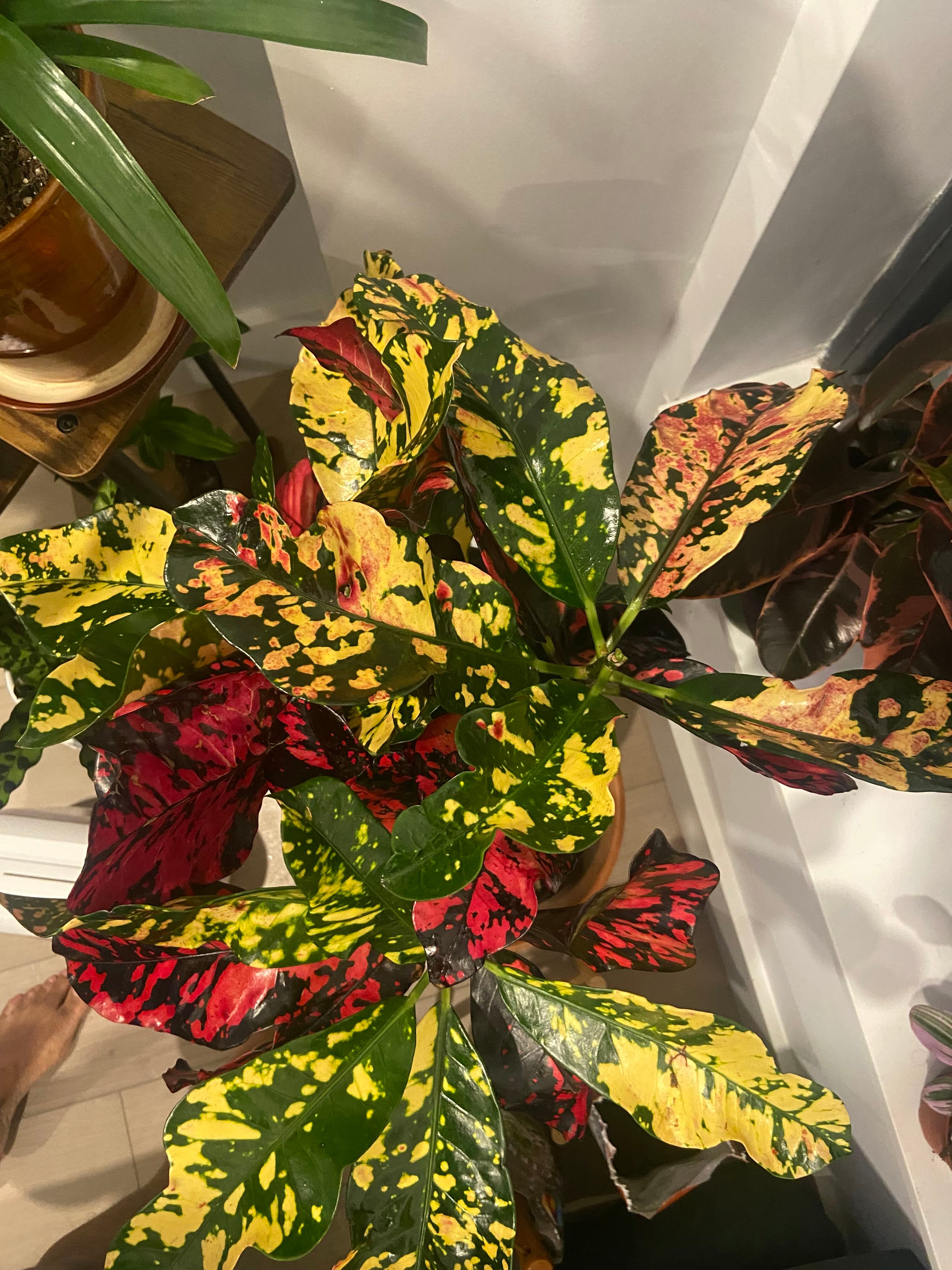 Why Are There Brown Spots on My Croton 'Magnificent' Leaves?