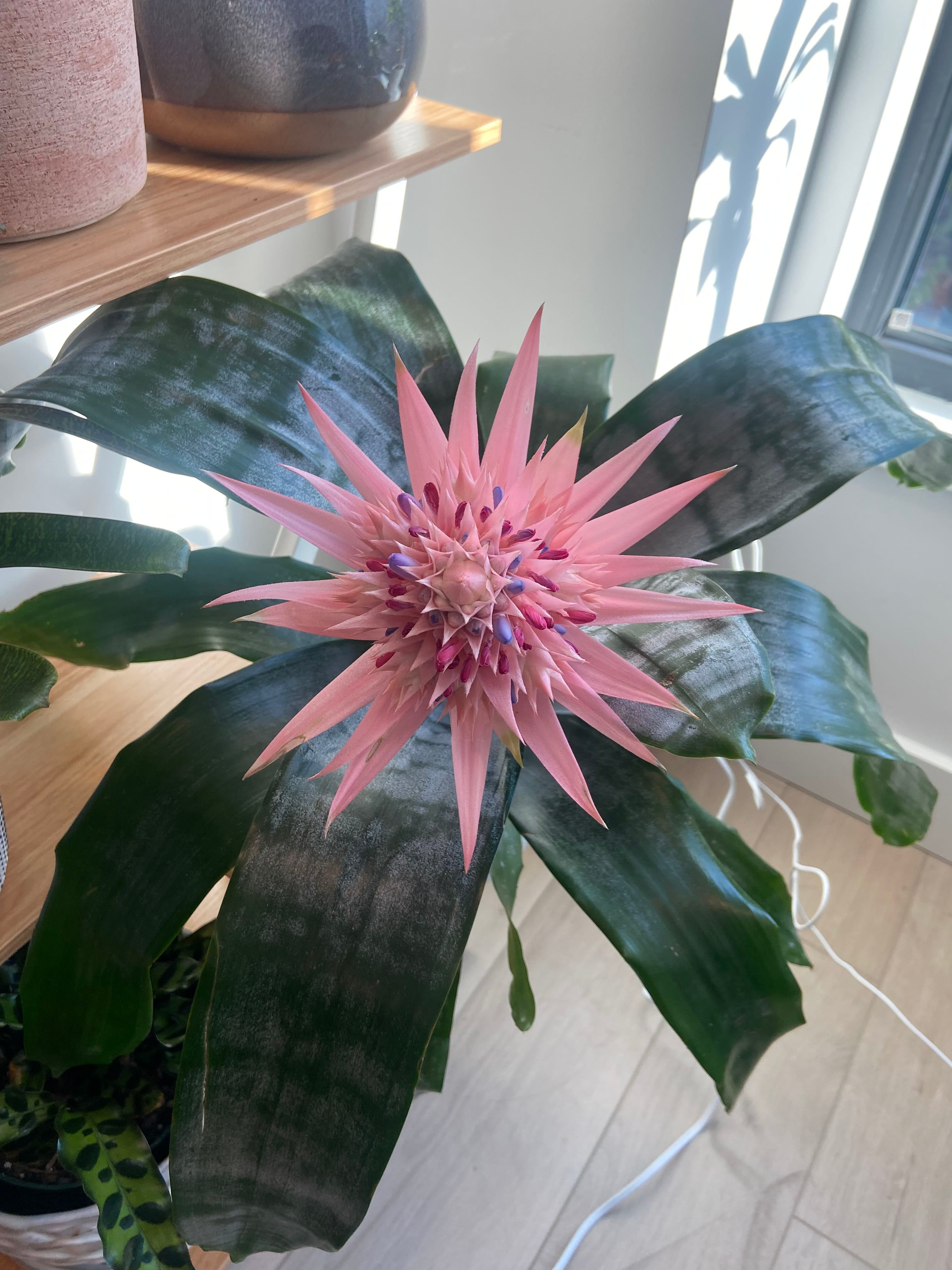 Matchstick Plant Plant Care Water, Light, Nutrients Greg App 🌱