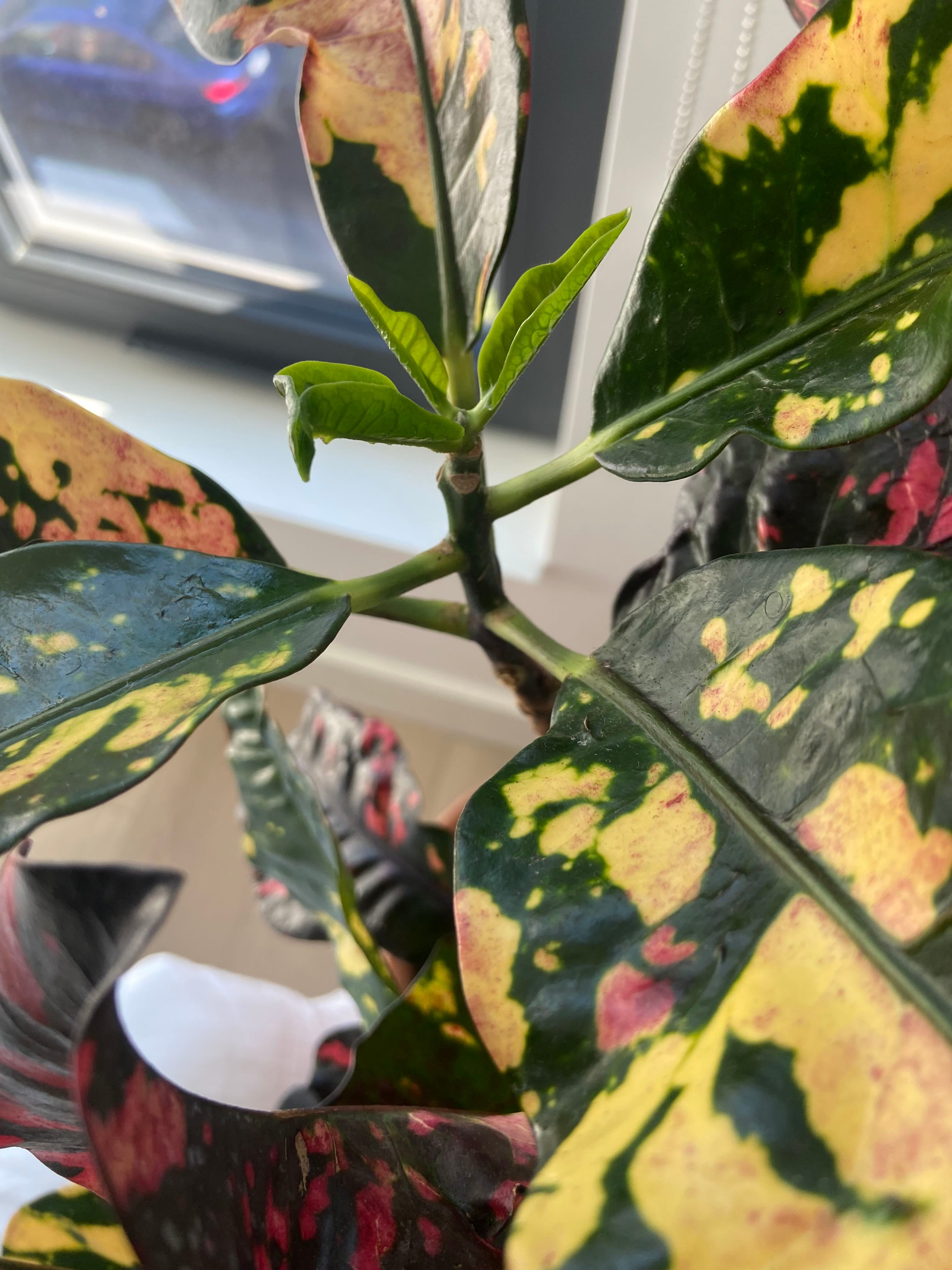 Why Are There Brown Spots on My Croton 'Magnificent' Leaves?
