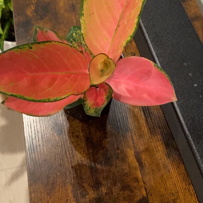 Plant care for Aglaonema 'Tricolor' on Greg, the plant care app