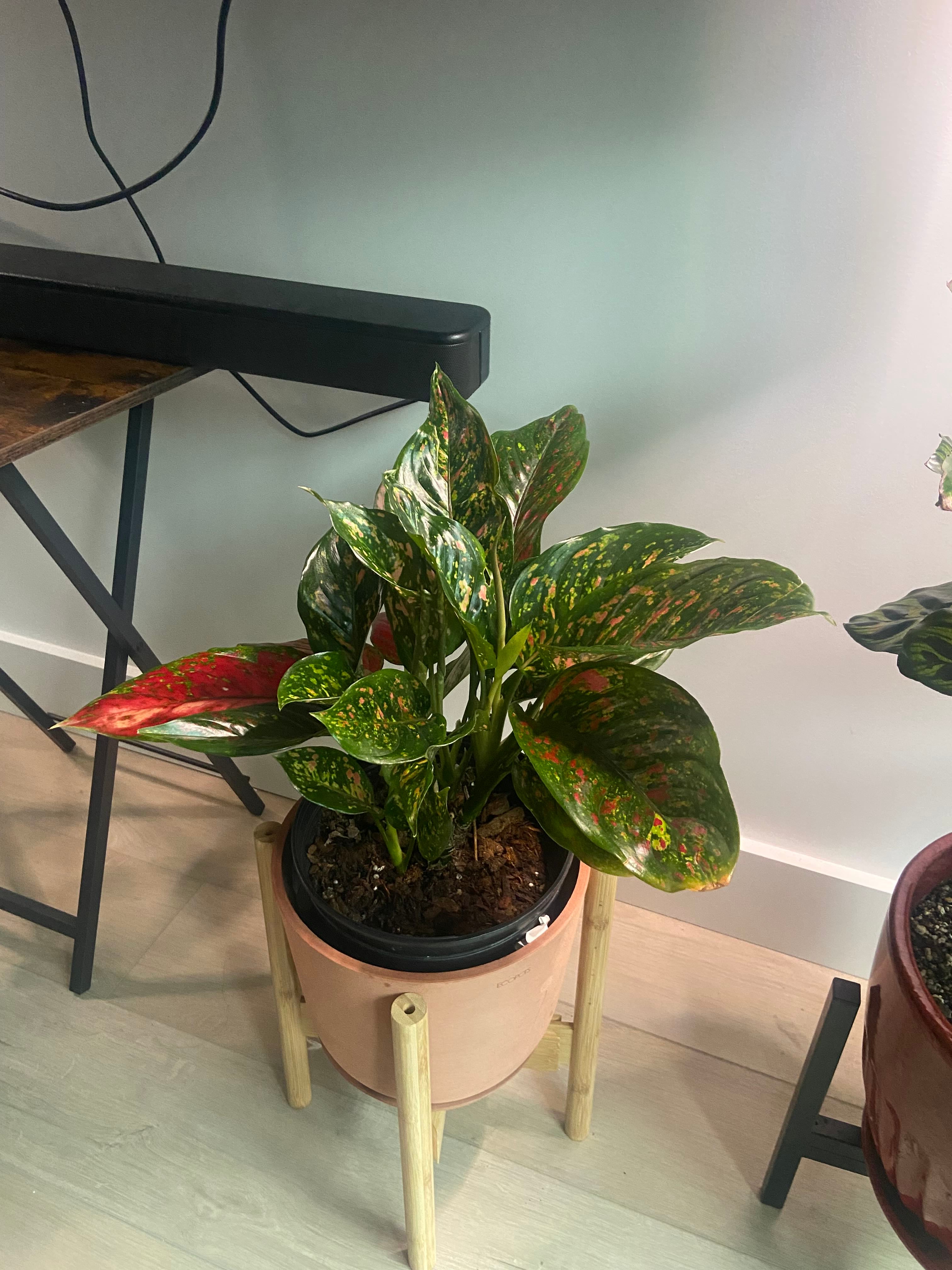 ️ Aglaonema 'Red Valentine' Is Not Considered a Weed