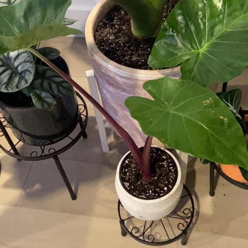 Alocasia 'Imperial Red' plant with red stems and green leaves in a white pot, alongside other plants.