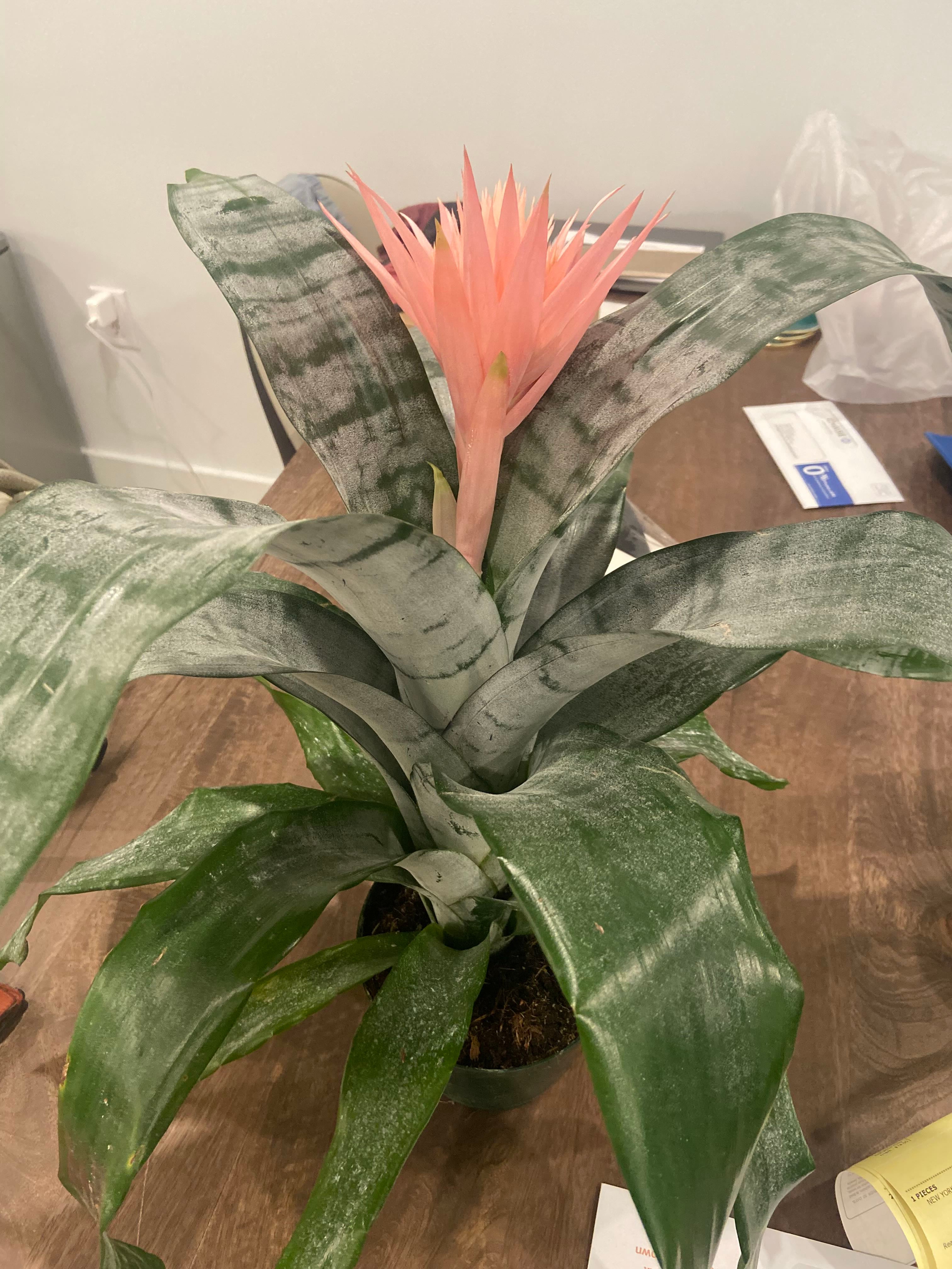 Discolor Aechmea How Much Water & Light Does it Need to Thrive?