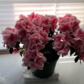 Photo of the plant species Azalea 'Indica Inga' by @DiligentIcarus named Azalea on Greg, the plant care app