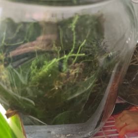 Photo of the plant species Magellan's peatmoss by @BabyEdelweiss named Planty on Greg, the plant care app