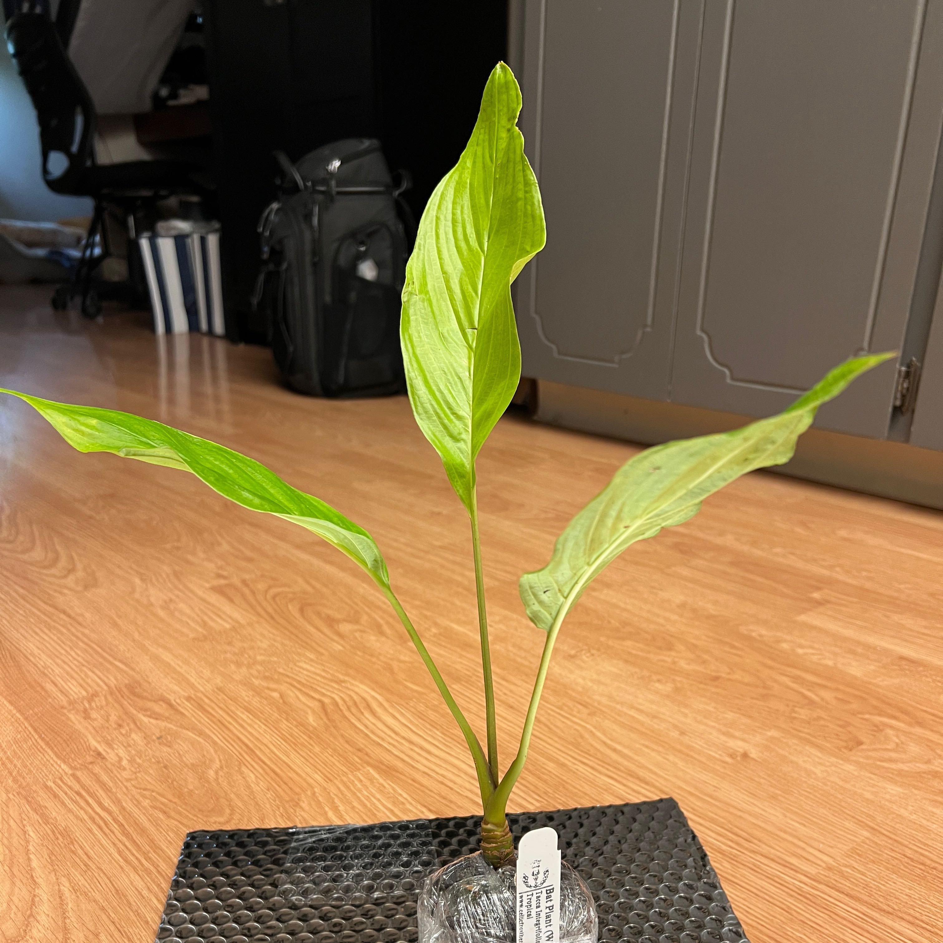 Photo of the plant species White Batflower by @OodlesFirebush named Harry on Greg, the plant care app