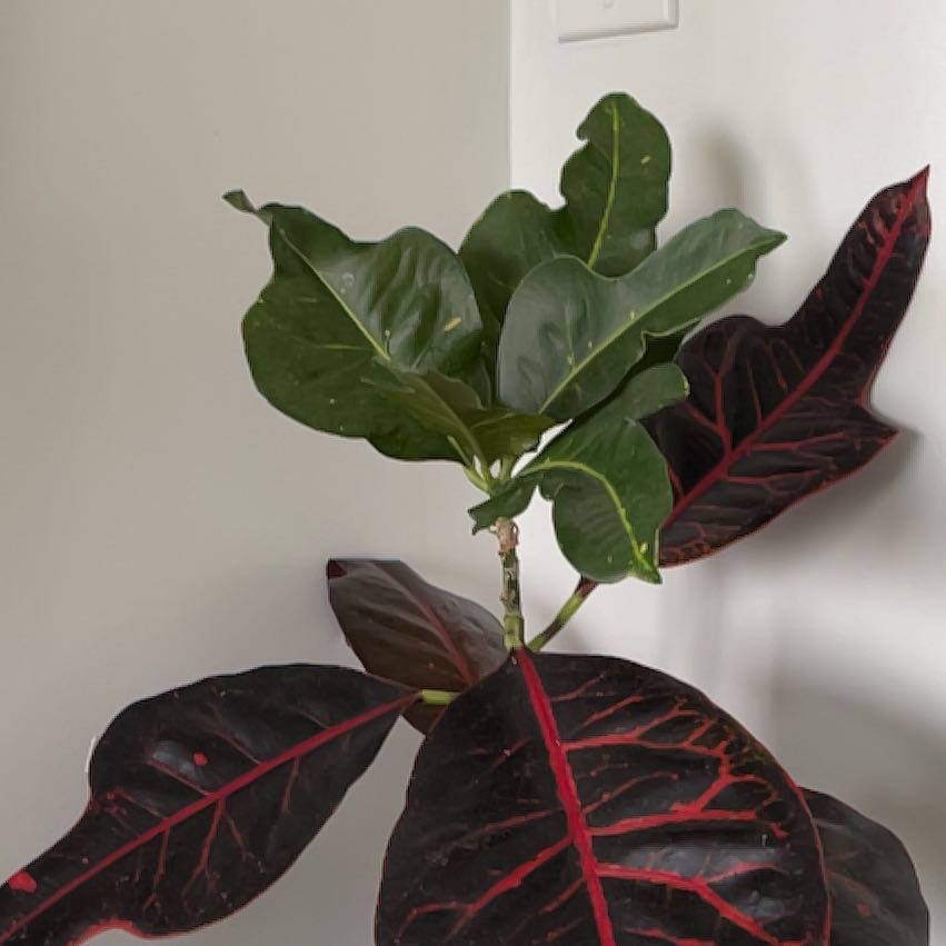 Photo of the plant species Croton 'Excellent' by @BubblyCalethea named Girlfrond on Greg, the plant care app