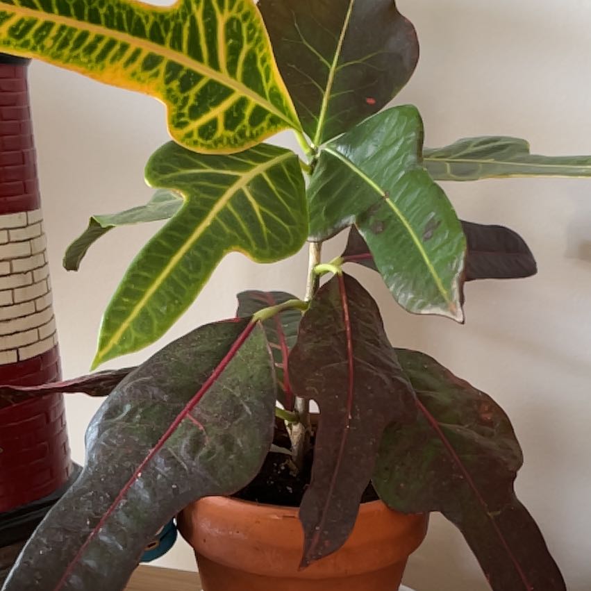 Photo of the plant species Croton 'Excellent' by @BubblyCalethea named Demi on Greg, the plant care app