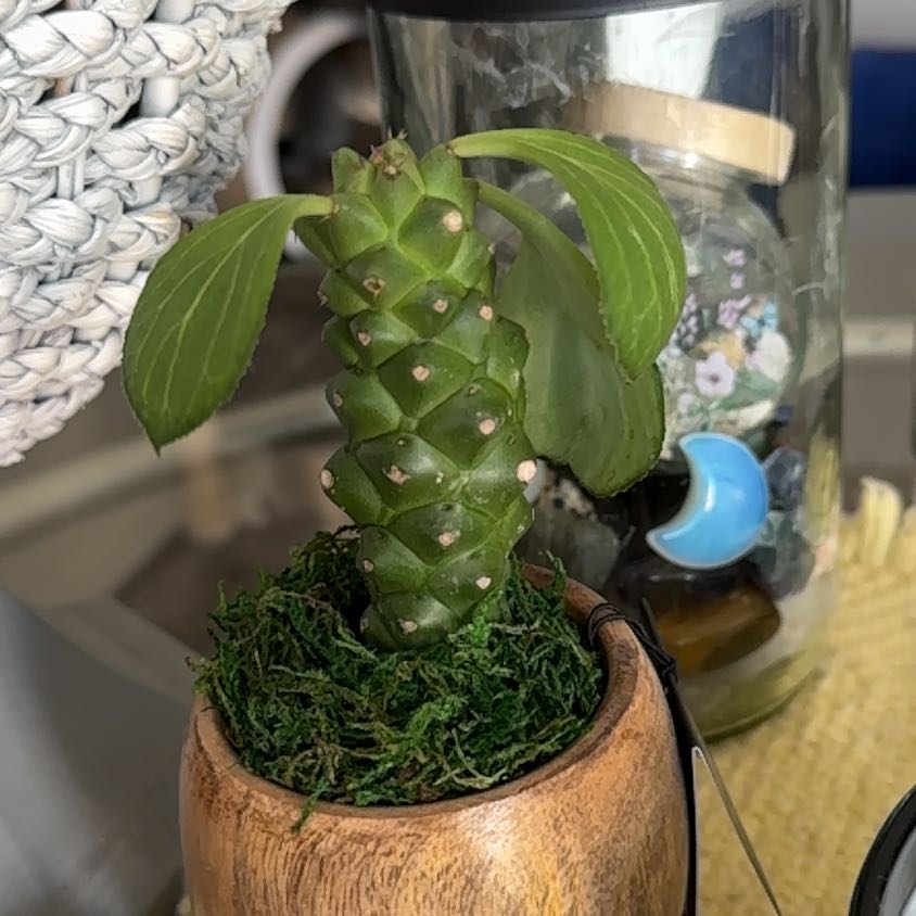 Euphorbia ritchiei plant in a small pot with moss, well-framed and in focus.