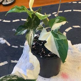 Photo of the plant species Fantasy Imperial White Arrowhead Plant by @UndoubtedCactus named Fantasy on Greg, the plant care app