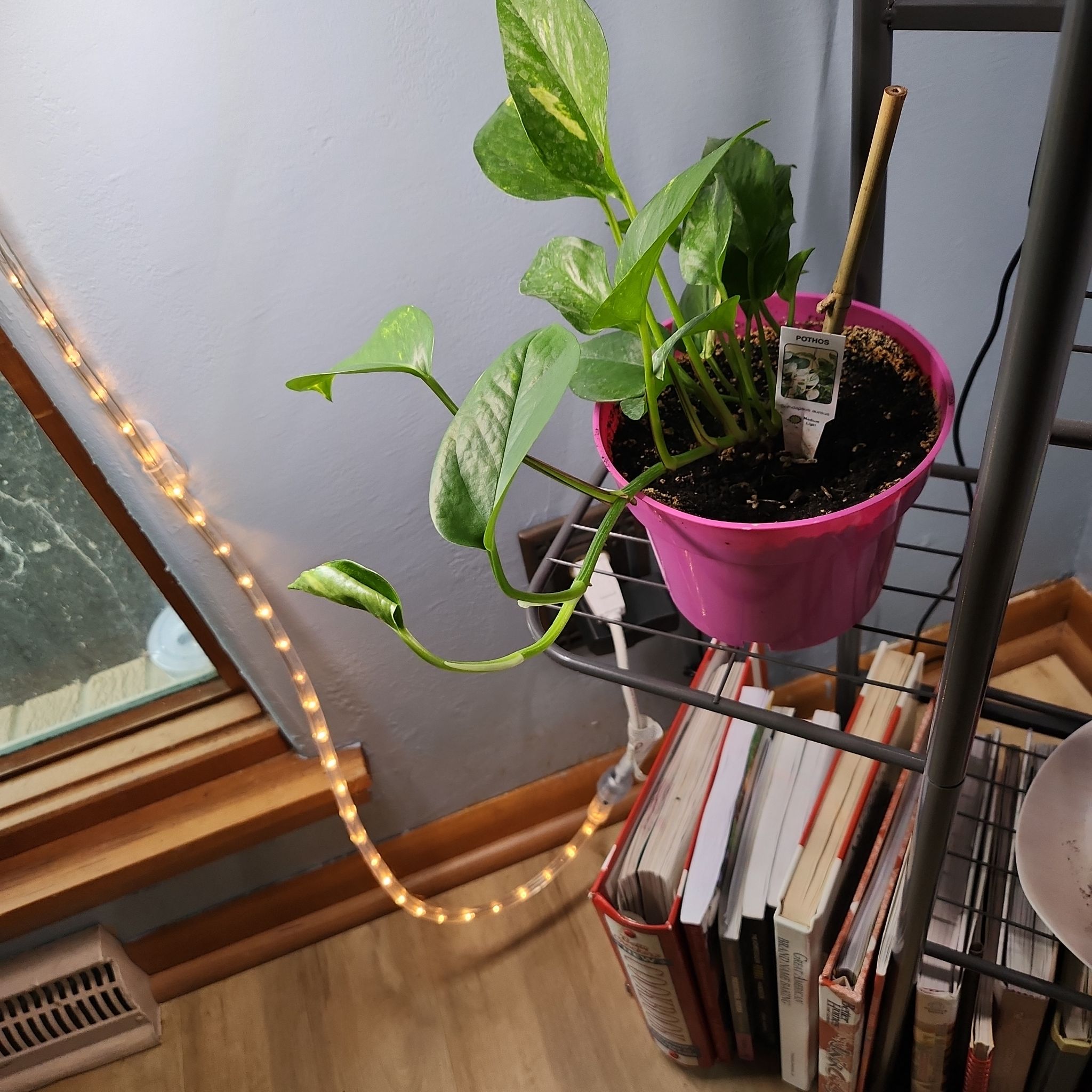 Photo of the plant species Pothos by @EarlyBogbirch named Marley on Greg, the plant care app