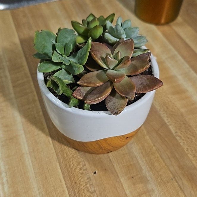 Plant care for Echeveria 'Madiba' on Greg, the plant care app