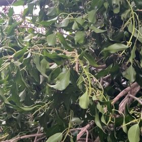 Photo of the plant species Blackwood by @LegitCamphor named Maya on Greg, the plant care app