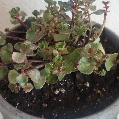 Photo of the plant species Dragon's Blood Stonecrop by @EspecialMaitake named Dragons blood on Greg, the plant care app