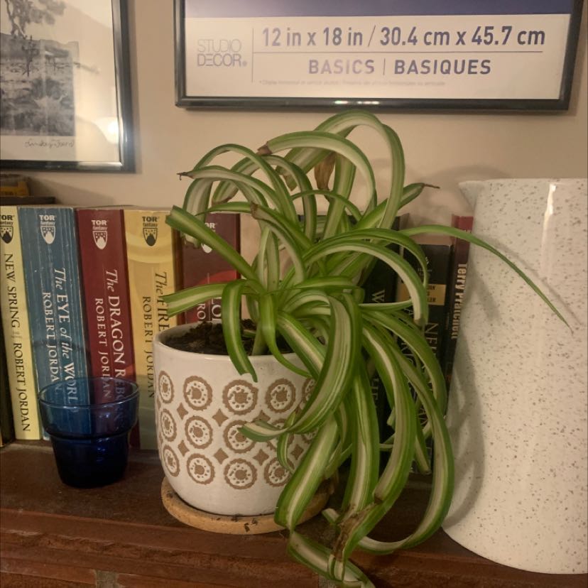 Spider Plant in a decorative pot on a shelf with books in the background.
