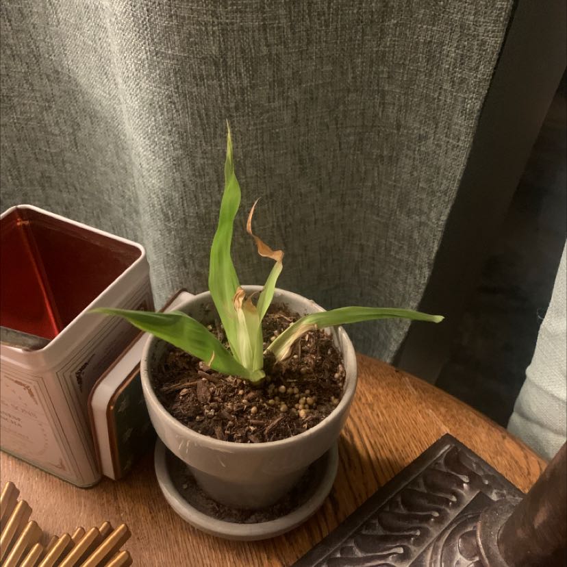 Potted Blushing Bromeliad with some browning leaf tips on a wooden surface.