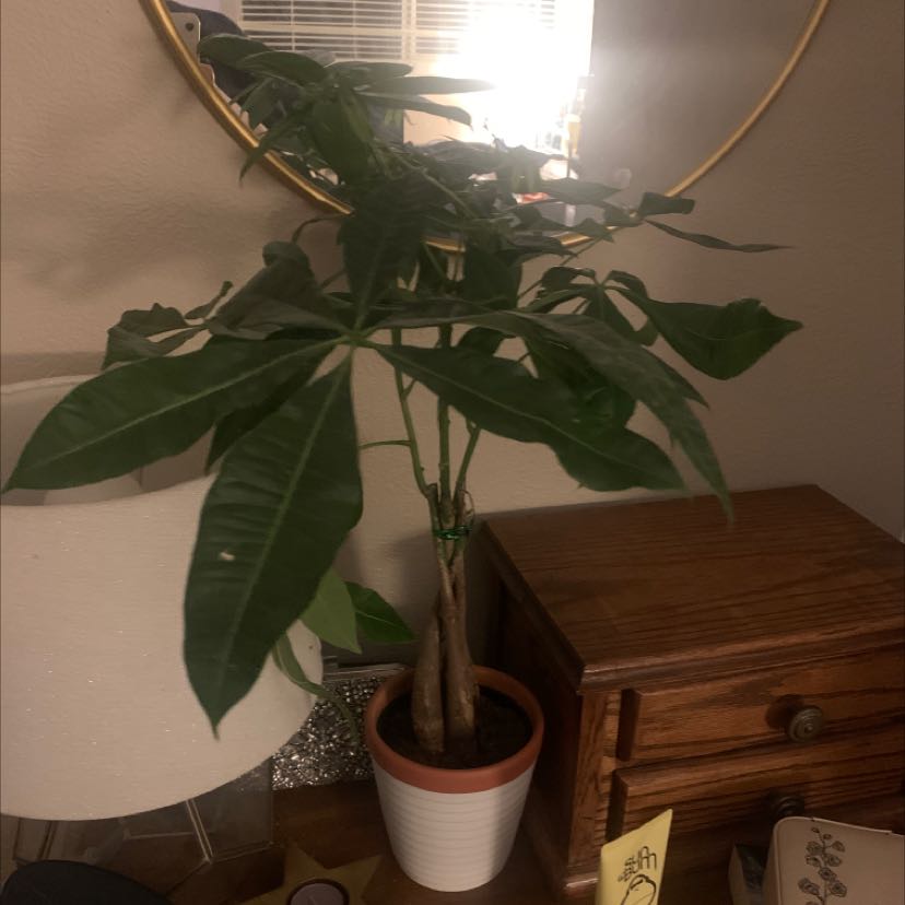 Healthy, lush green Money Tree houseplant with distinctive braided trunk in a white ceramic pot, on a wooden surface.