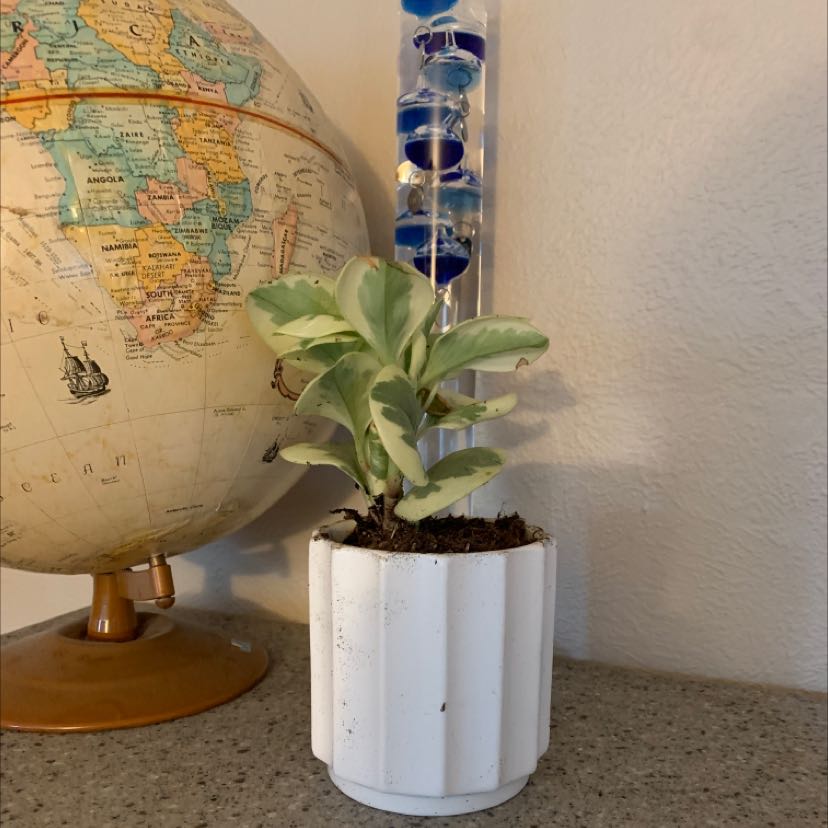 Healthy baby rubber plant in a white pot on a counter with a globe and map in the background.