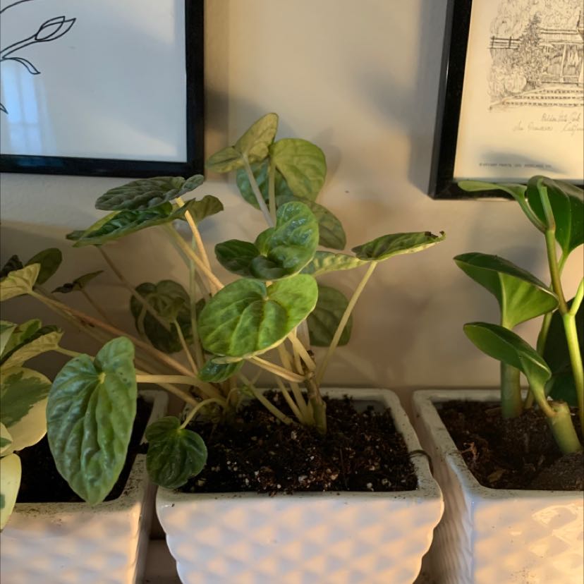Emerald Ripple Peperomia plant in a white pot, healthy green leaves, visible soil.