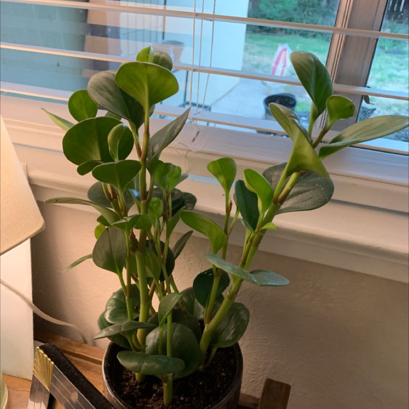 Healthy baby rubber plant with glossy green oval leaves in a small black pot on a window sill.