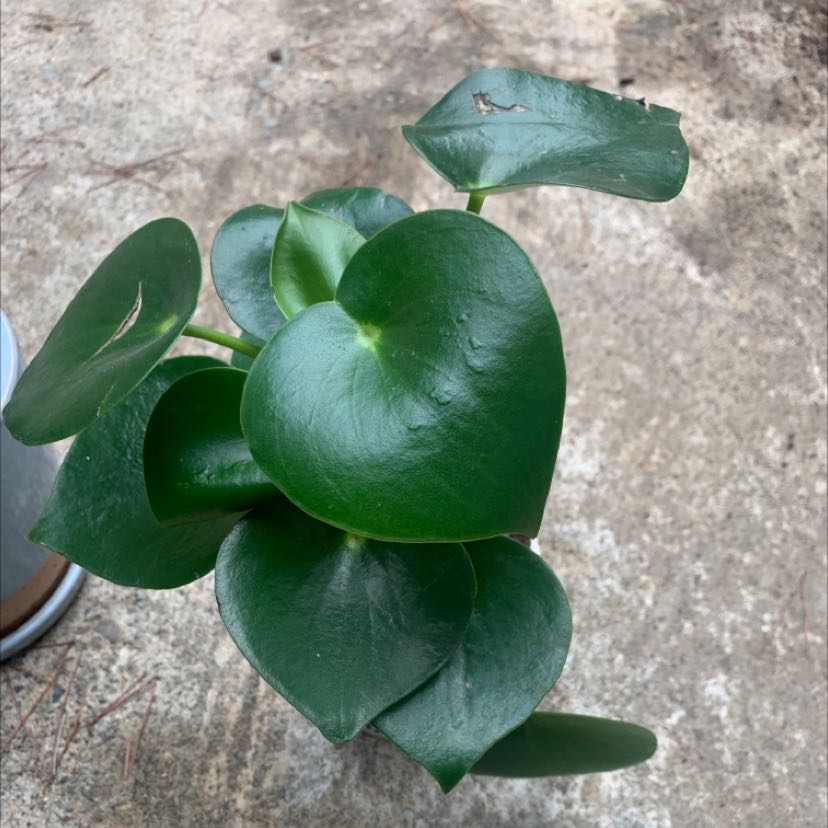 Raindrop Peperomia plant with healthy, glossy green leaves and minor leaf damage.