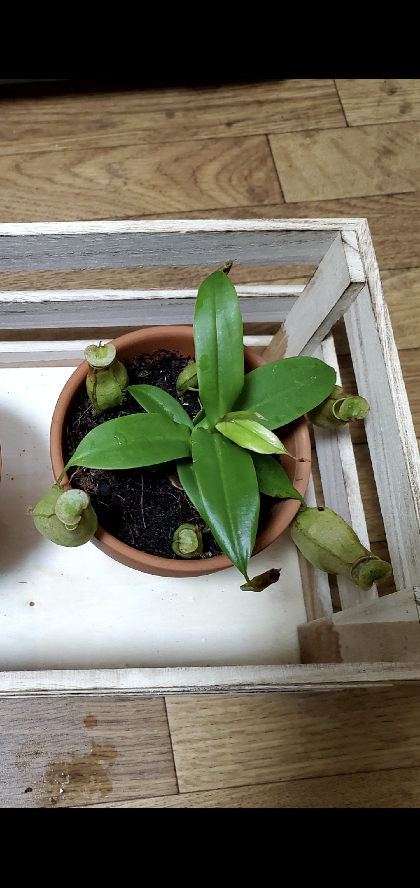 Photo of the plant species Tropical Pitcher Plant by @MaximalCatpalm named Leonardo on Greg, the plant care app