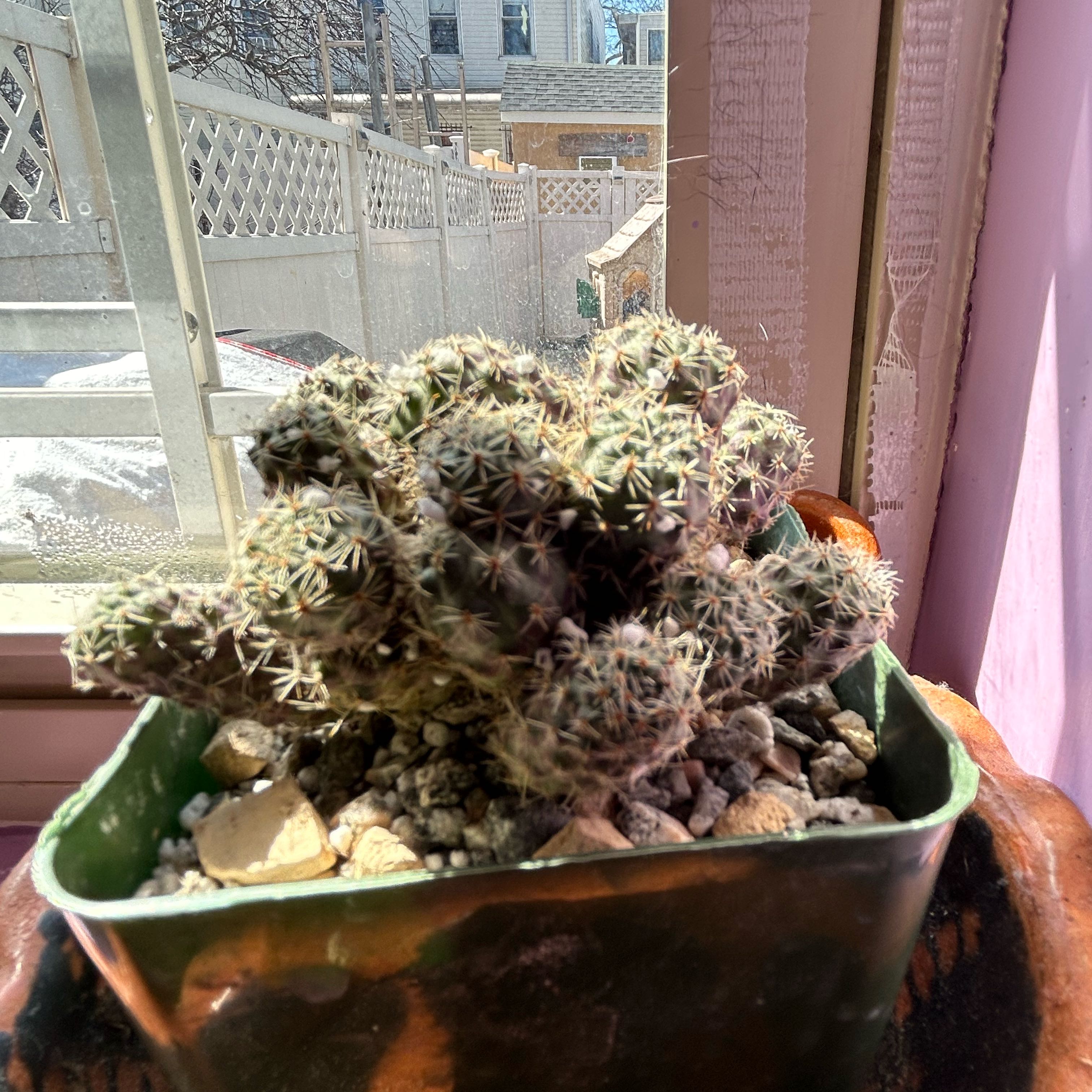Photo of the plant species Orange Crown Cactus by @ElderGreywillow named Crim on Greg, the plant care app