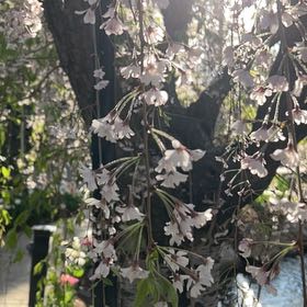 Photo of the plant species Tree Heath by @SilkenShallot named Girlfrond on Greg, the plant care app