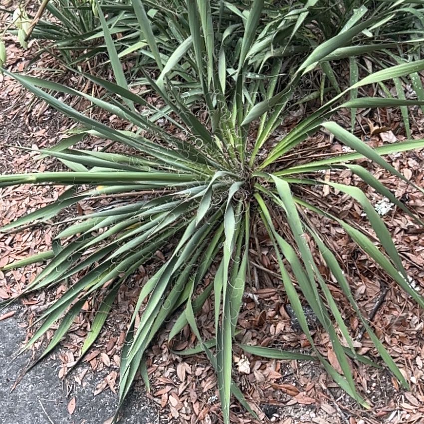 Photo of the plant species Adam's Needle by @SilkenShallot named Sproutacus on Greg, the plant care app