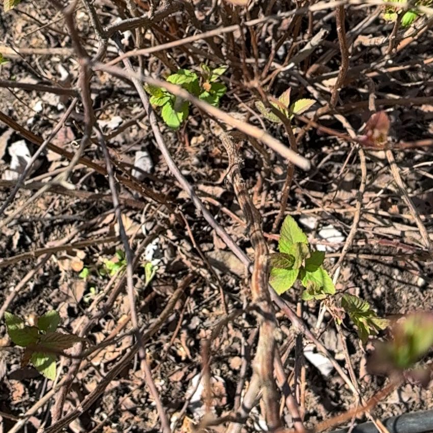 Photo of the plant species Trailing Lantana by @HypersonicBibi named Lavender on Greg, the plant care app