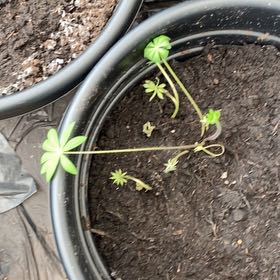 Photo of the plant species Varied Lupine by @ForthcomingRuby named Lupin on Greg, the plant care app