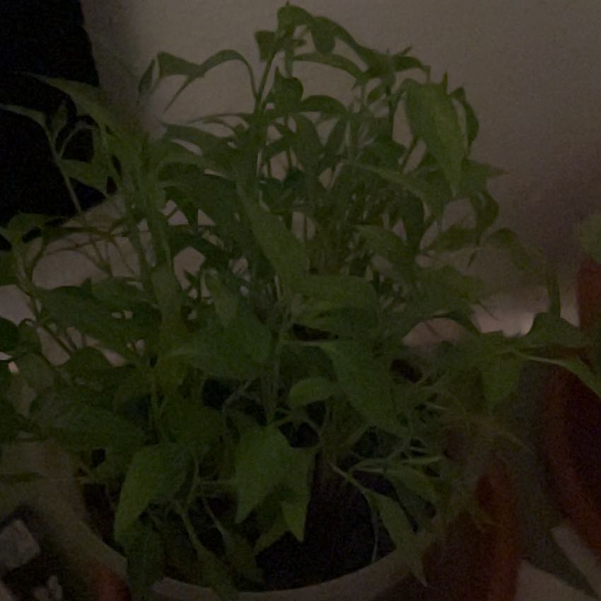 Photo of the plant species Summer savory by @BrawnyTearose named Muhammad Ali on Greg, the plant care app