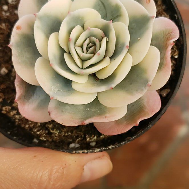 Photo of the plant species Echeveria x imbricata by @QuirkyLychee named Curie on Greg, the plant care app