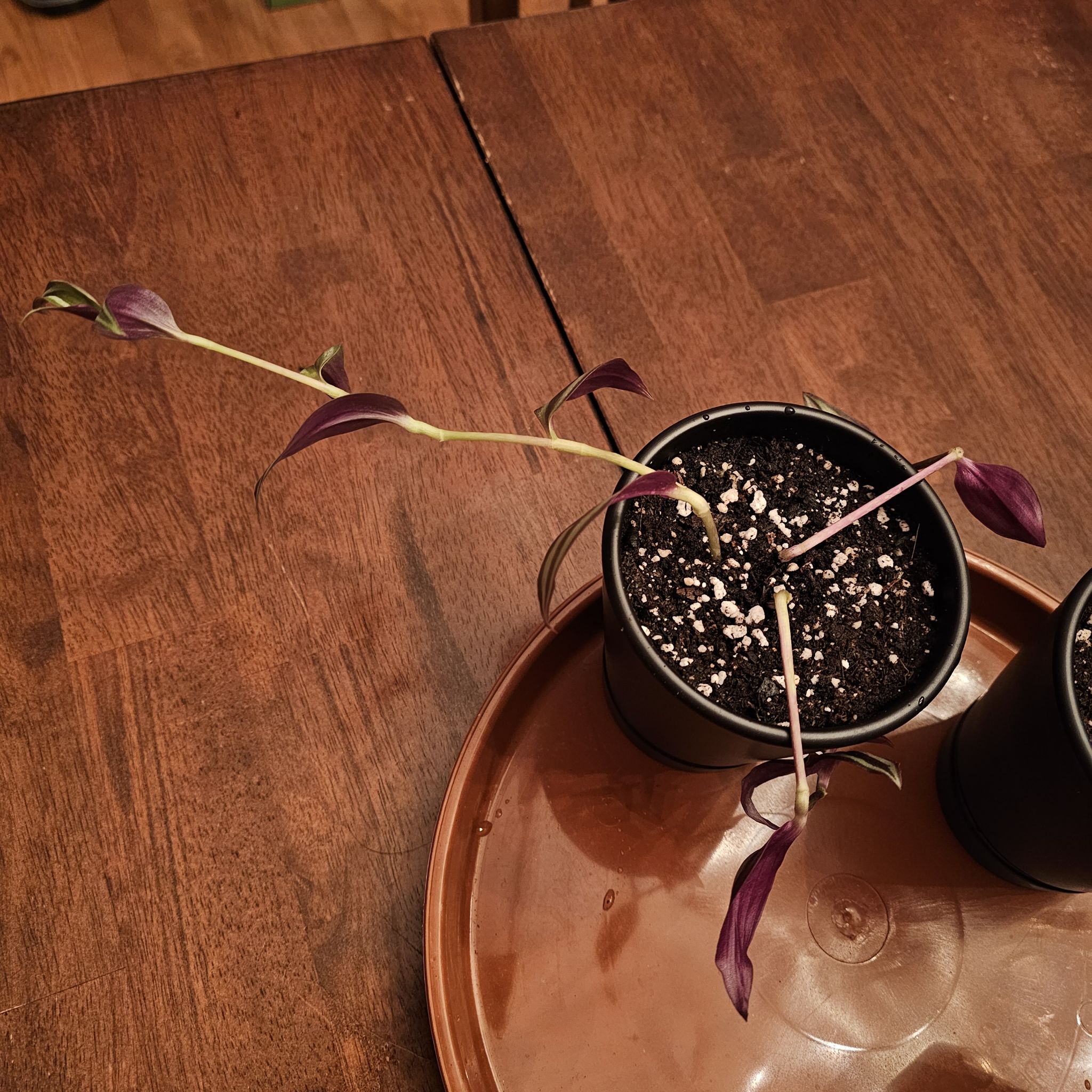 Tradescantia Wall-E Groovy Dude